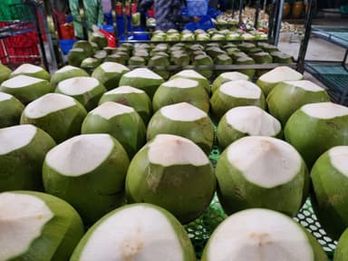 Young Coconut