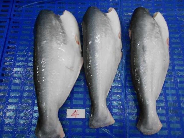 3. HGT Pangasius (Head V-cut, Gut off, Skin on, Tail on), Size: 400-800, 800 up, Packing: Bulk 10kg/ carton, 80% net, 20% glazing, FOB Cat Lai