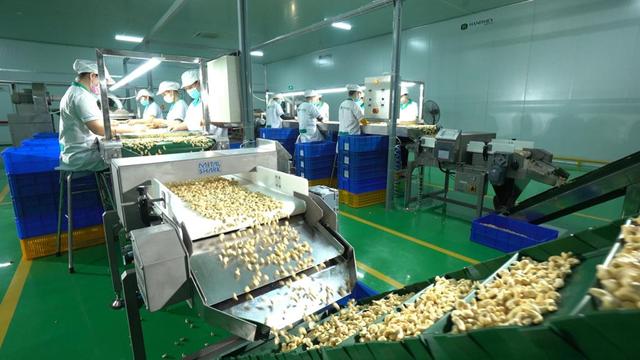 Vietnam Cashew Kernels