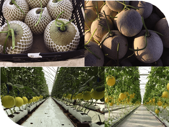 Clean Agricultural