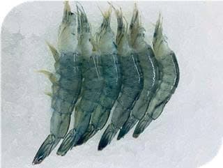 SEAFOOD