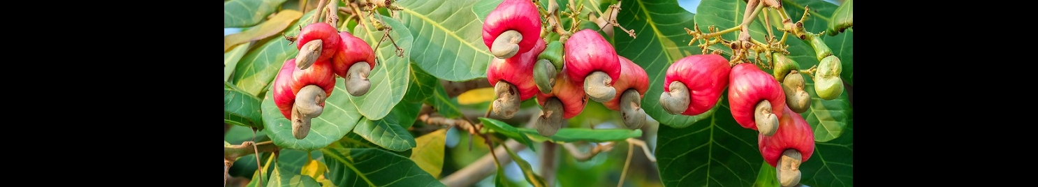 LE DUONG CASHEW COMPANY LIMITED cover image