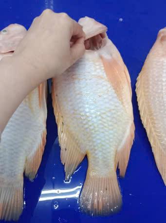 5. Frozen Red Tilapia Whole Cleaned. Specification: Whole cleaned, Skin on, Scale off, Gill off, Gutted. Size: 300/500; 500/800; 800 up (grs/pc)
