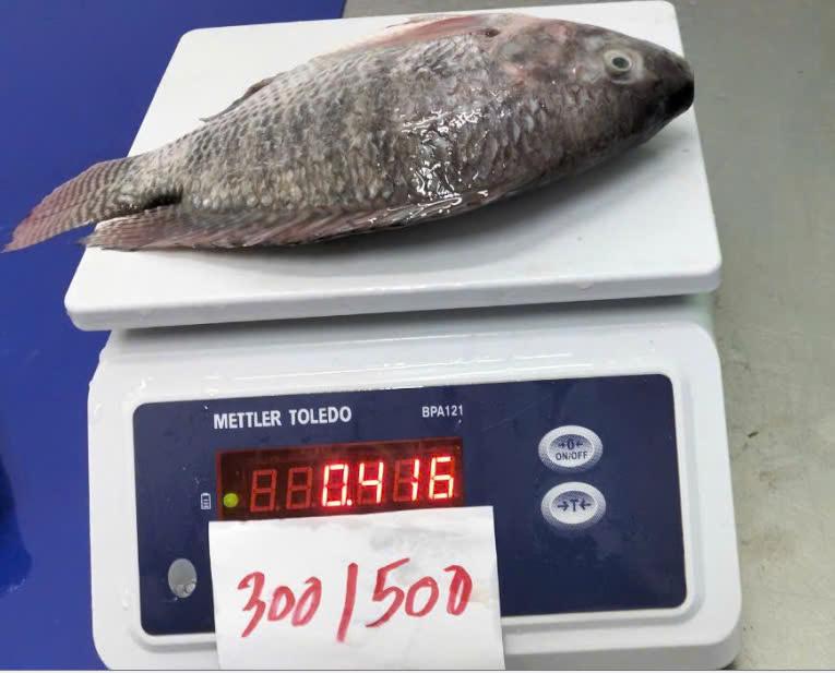 6. Frozen Black Tilapia Whole Cleaned. Specification: Whole cleaned, Skin on, Scale off, Gill off, Gutted. Size: 300/500; 500/800; 800 up (grs/pc)