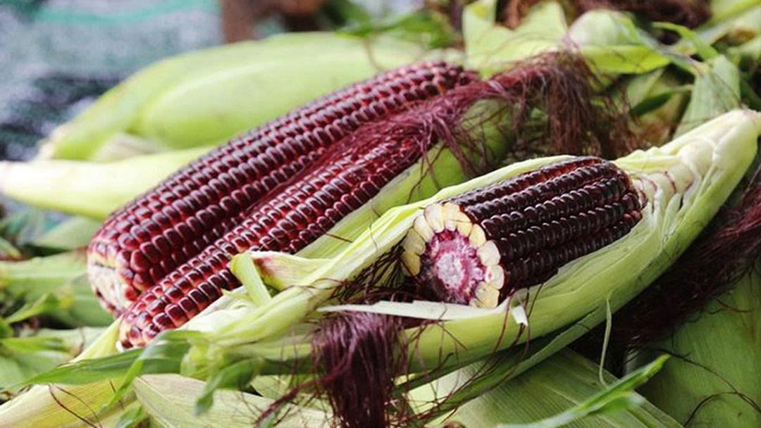 Bắp Nữ Hoàng / Queen Corn / クイーンコーン