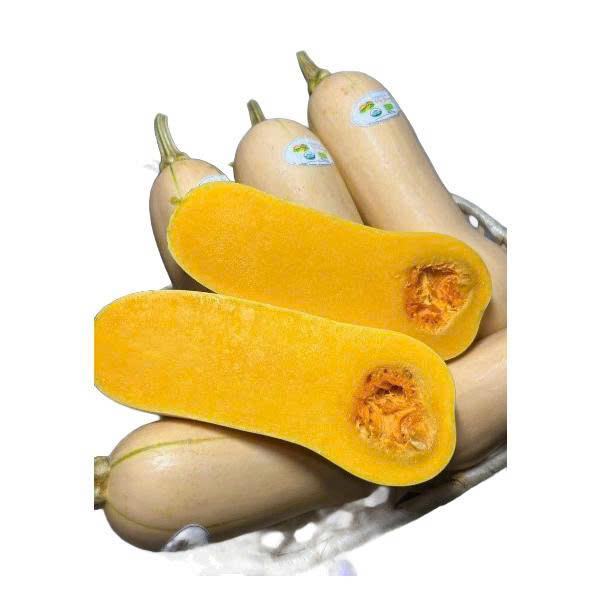 Bí hạt đậu — Bean Seed Pumpkin — 豆の種かぼちゃ (まめのたねかぼちゃ)